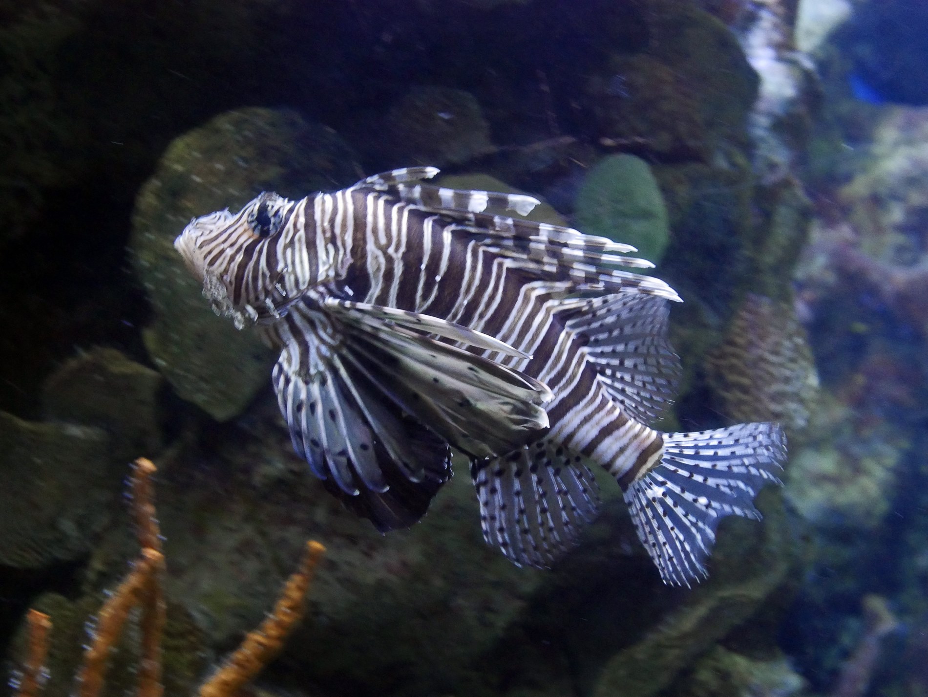 aquarium barcelone - juliesliberties