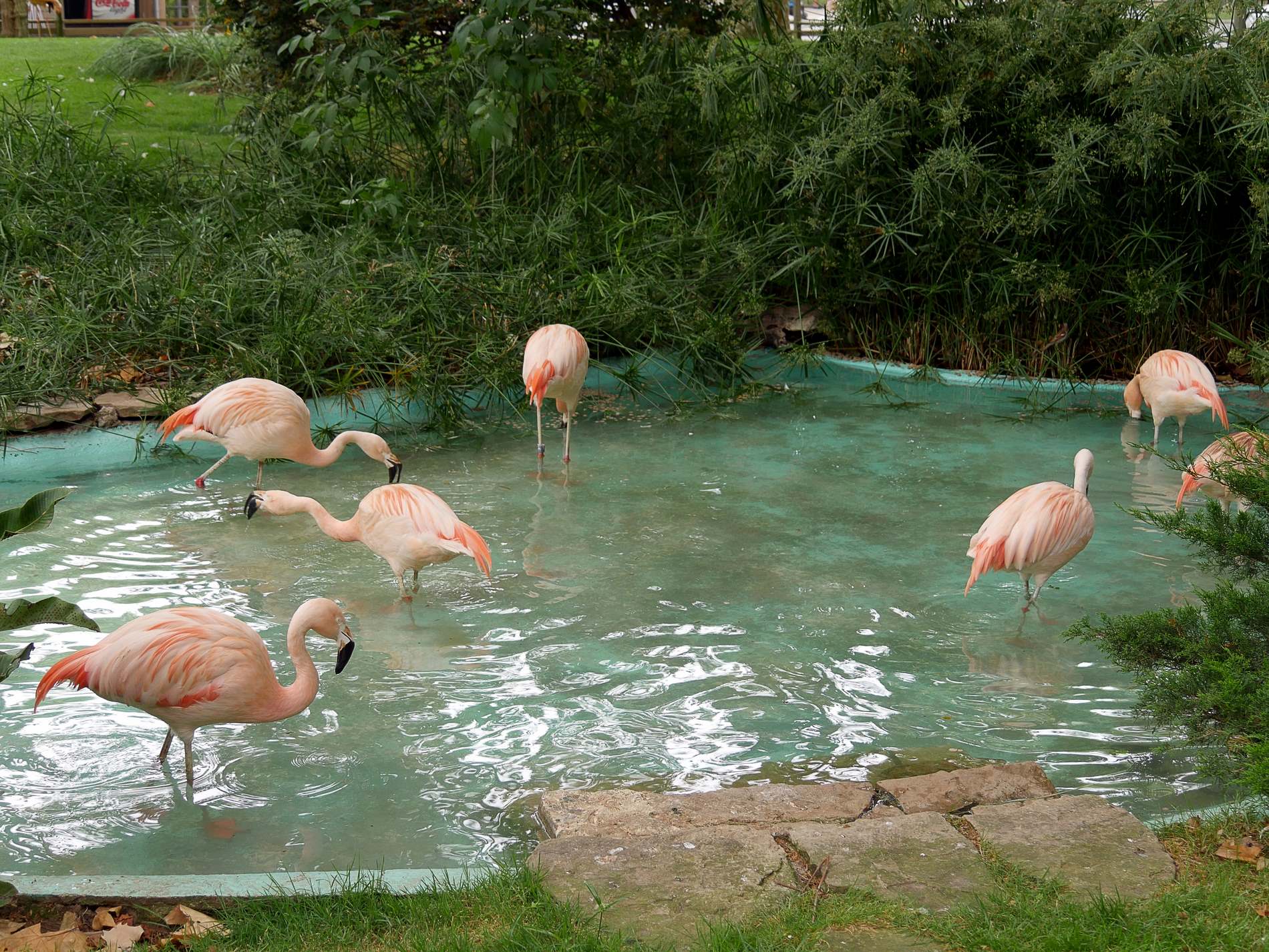 zoo barcelone oiseau - juliesliberties