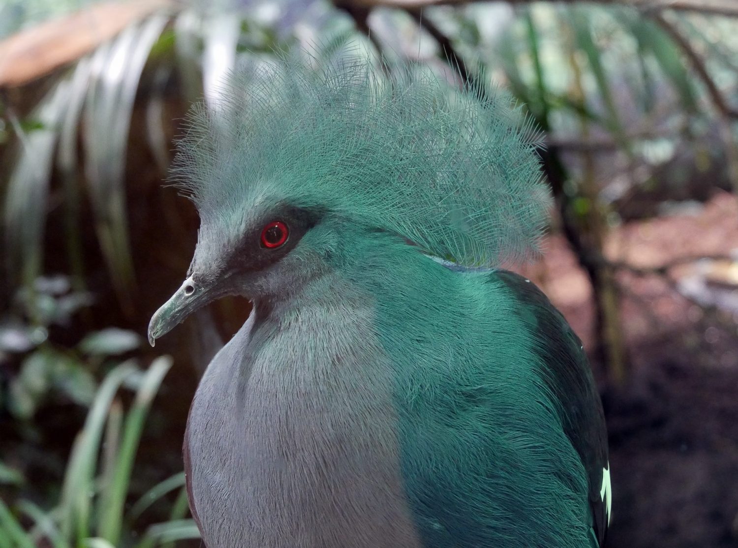 zoo barcelone oiseau - juliesliberties