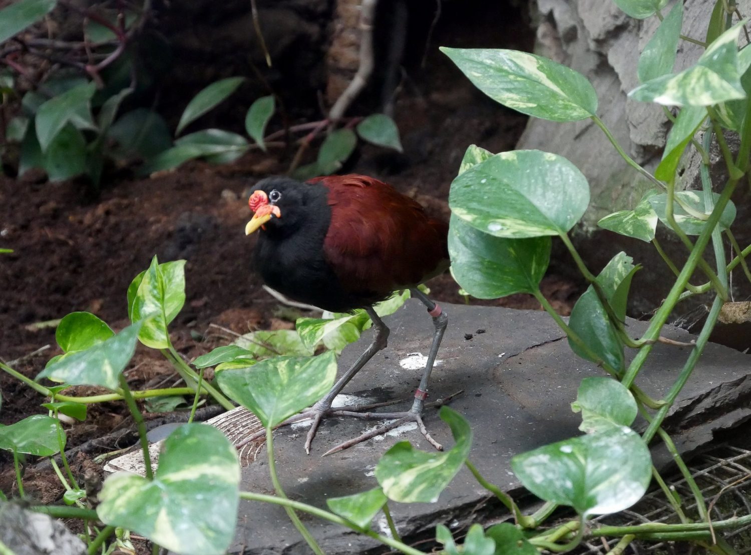 zoo barcelone oiseau - juliesliberties