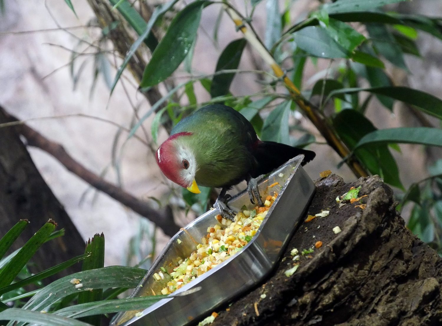 zoo barcelone oiseau - juliesliberties