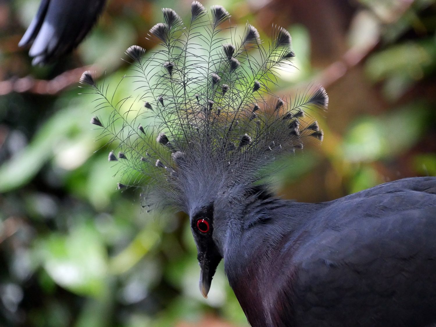 zoo barcelone oiseau - juliesliberties