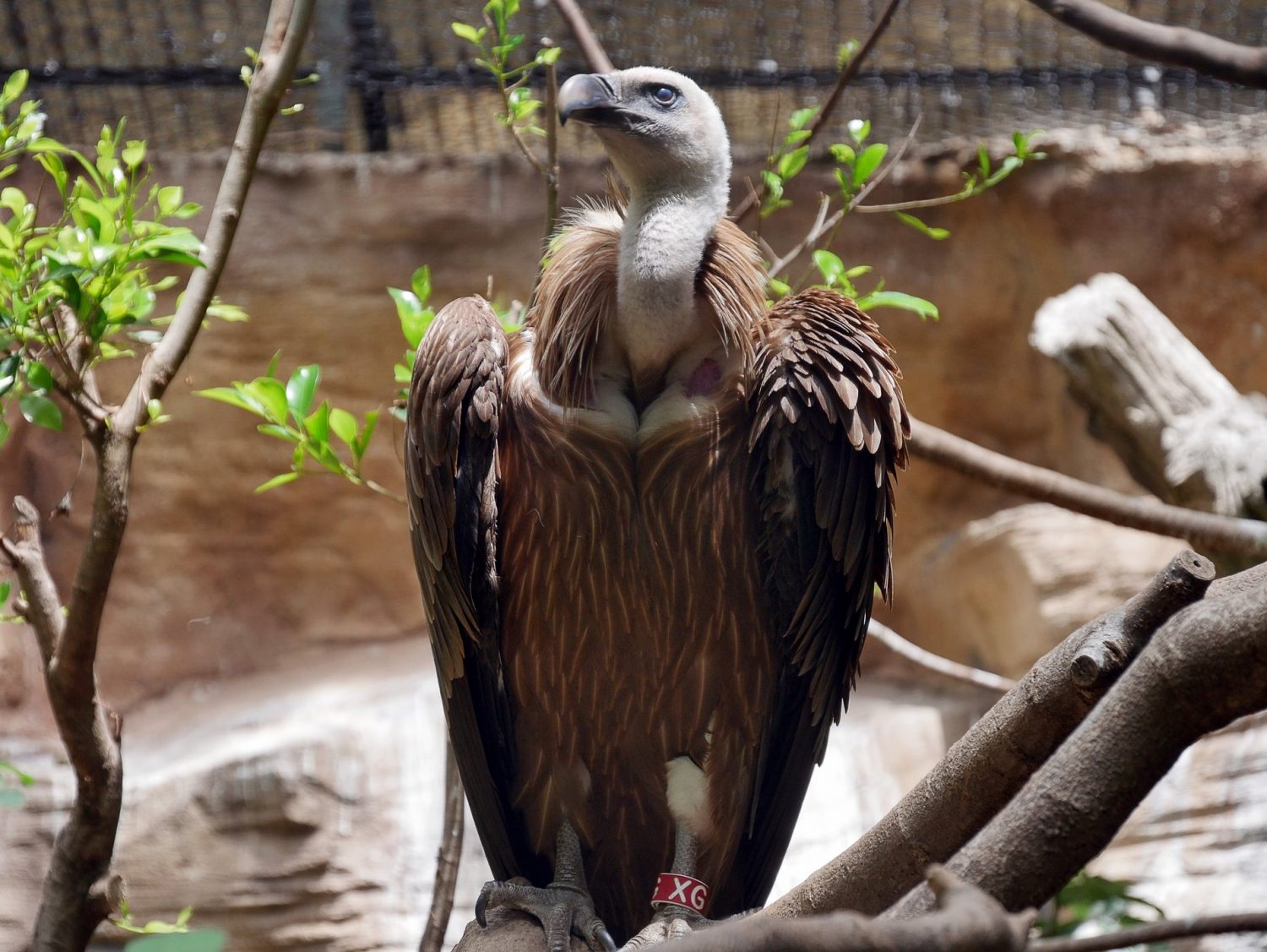 zoo barcelone oiseau - juliesliberties