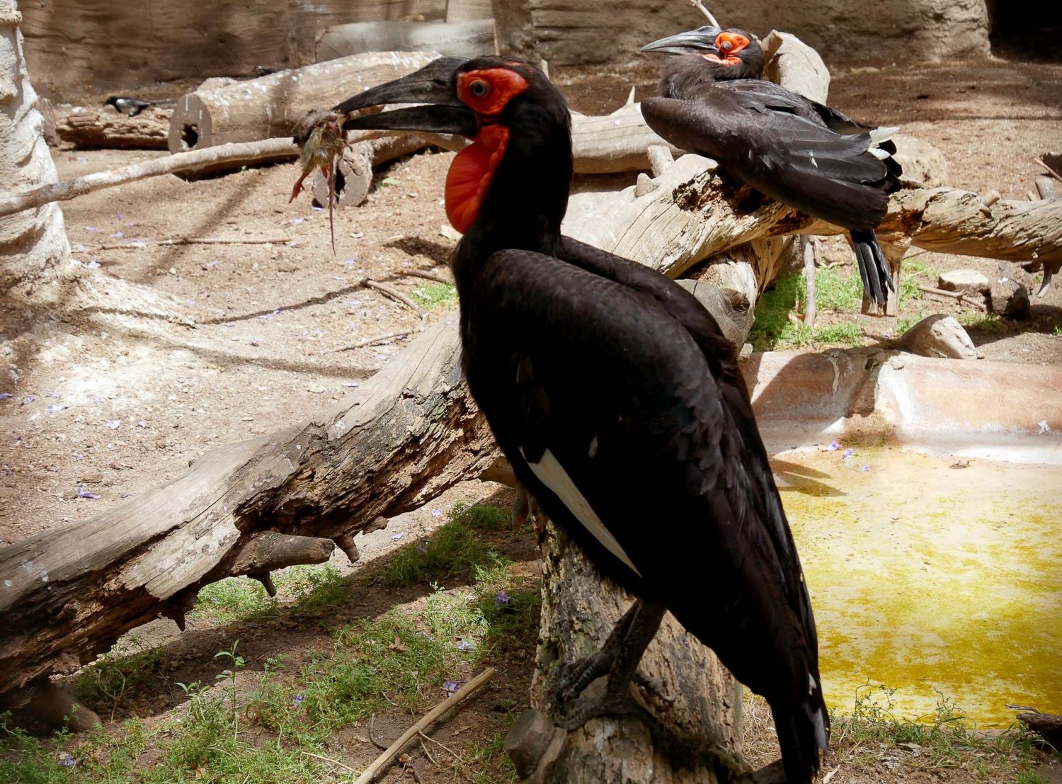 zoo barcelone oiseau - juliesliberties