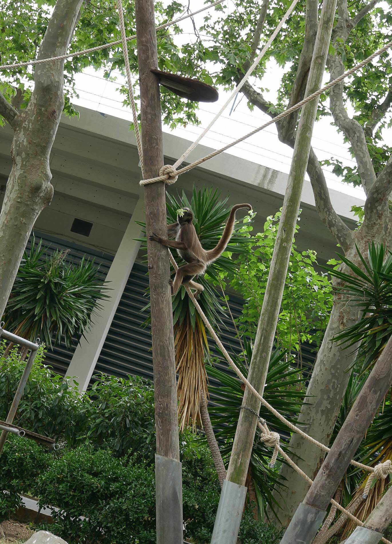 zoo barcelone primate - juliesliberties