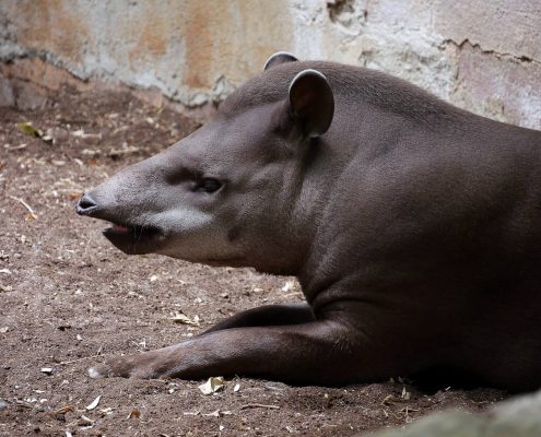 zoo barcelone savane - juliesliberties