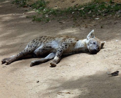 zoo barcelone savane - juliesliberties