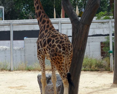 zoo barcelone savane - juliesliberties