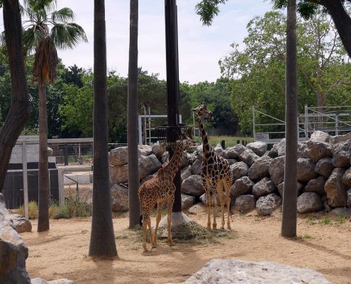 zoo barcelone savane - juliesliberties