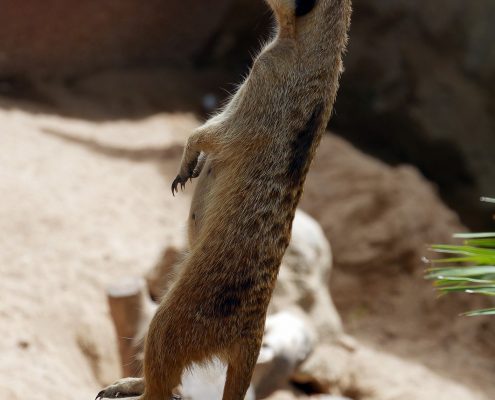 zoo barcelone savane - juliesliberties