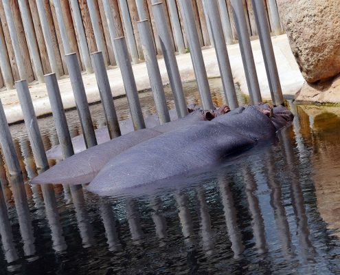 zoo barcelone savane - juliesliberties