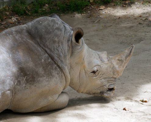 zoo barcelone savane - juliesliberties