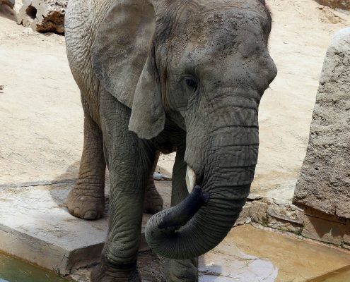 zoo barcelone savane - juliesliberties