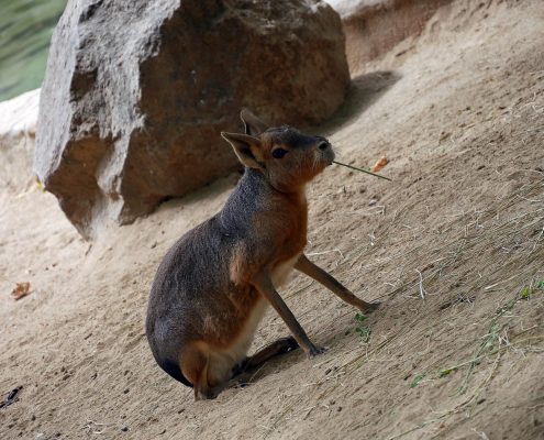 zoo barcelone savane - juliesliberties