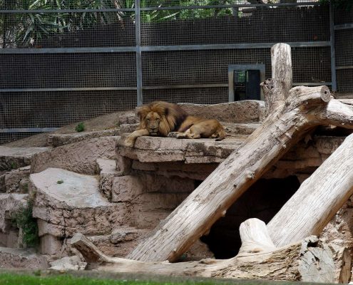 zoo barcelone savane - juliesliberties