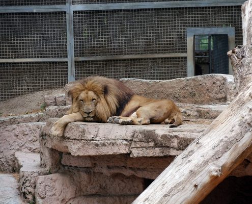 zoo barcelone savane - juliesliberties