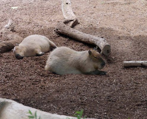 zoo barcelone savane - juliesliberties