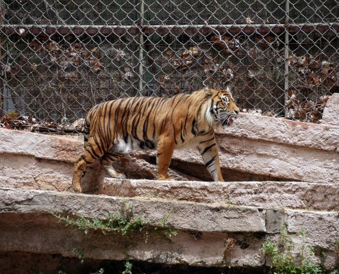 zoo barcelone savane - juliesliberties