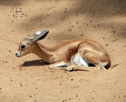 zoo barcelone savane - juliesliberties