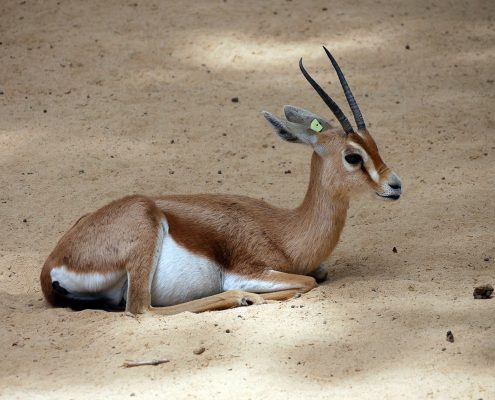 zoo barcelone savane - juliesliberties